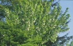 Zakdoekjesboom (Davidia Involucrata) -Groene Boom Winkel 20080714131829 5