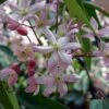Bosrank, Groenblijvend (Clematis Armandii 'Apple Blossom') -Groene Boom Winkel 20080717114904 1