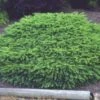 Spar (Picea Abies 'Nidiformis') -Groene Boom Winkel 20080730111038 1