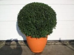 Buxusbol (Buxus Sempervirens, Bolvorm) -Groene Boom Winkel 20081031111337 20