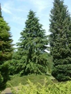 Westelijke Hemlockspar (Tsuga Heterophylla) -Groene Boom Winkel 20081113145518 5