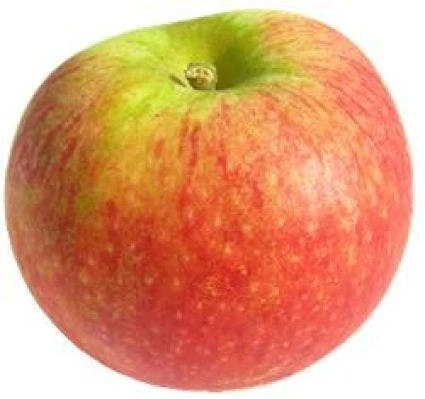 Appelboom (Malus Domestica 'Alkmene') 2 Appelboom (Malus Domestica 'Alkmene') - Afbeelding 2