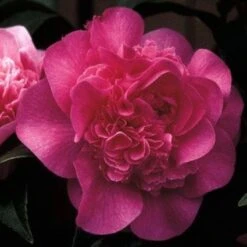 Camelia (Camellia 'Debbie')