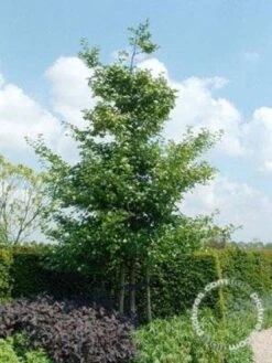 Meidoorn Als Boom (Crataegus Persimilis 'Splendens') -Groene Boom Winkel 20091221124141 10