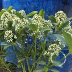 Voorkant -Groene Boom Winkel 20091228135629 4