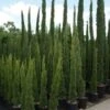 Italiaanse Cipres (Cupressus Sempervirens 'Totem') -Groene Boom Winkel 20100712173208 10 1