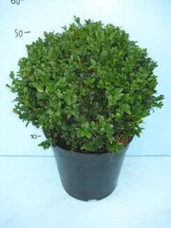 Buxusbol (Buxus Sempervirens, Bolvorm) -Groene Boom Winkel 20101207115632 20