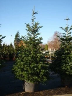 Nordmann-spar (Abies Nordmanniana) -Groene Boom Winkel 20101207141610 21