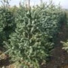 Spaanse Den (Abies Pinsapo 'Glauca') -Groene Boom Winkel 20101207142314 6