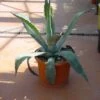 Agave (Agave Americana) -Groene Boom Winkel 20101209105517 3