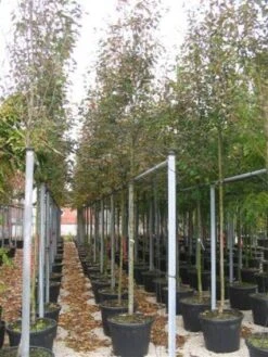 Krentenboom (Amelanchier Arborea 'Robin Hill') 11 Krentenboom (Amelanchier Arborea 'Robin Hill') -Groene Boom Winkel 20101209111140 10