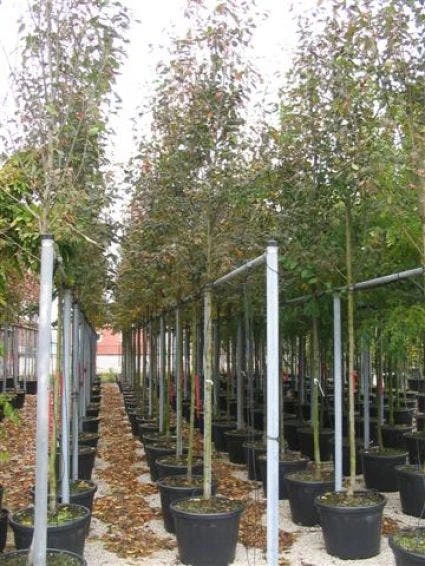 Krentenboom (Amelanchier Arborea 'Robin Hill') 6 Krentenboom (Amelanchier Arborea 'Robin Hill') - Afbeelding 6