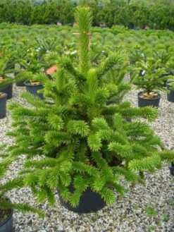 Apeboom (Araucaria Araucana) -Groene Boom Winkel 20101209111447 17