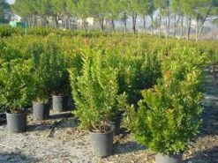 Aardbeiboom Als Struik (Arbutus Unedo) 10 Aardbeiboom Als Struik (Arbutus Unedo) -Groene Boom Winkel 20101209111801 7