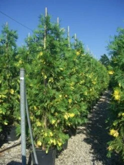 Bonte Libocedrus (Calocedrus Decurrens 'Aureovariegata') -Groene Boom Winkel 20101209142007 5