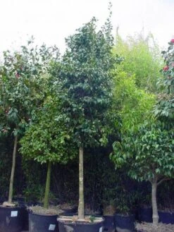 Camelia Als Boom (Camellia Japonica) 3 Camelia Als Boom (Camellia Japonica) -Groene Boom Winkel 20101209152842 4