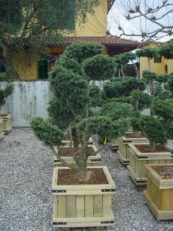 Libanonceder Als Bonsai (Cedrus Libani) -Groene Boom Winkel 20101210105909 6