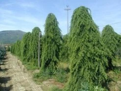 Treurceder (Cedrus Deodara 'Pendula') -Groene Boom Winkel 20101212154305 13