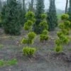 Schijncypres Als Bonsai (Chamaecyparis Lawsoniana 'Ivonne') -Groene Boom Winkel 20101212172537 1