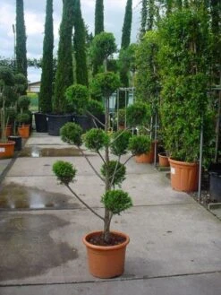 Cupressocyparis Als Bonsai (Cupressocyparis Leylandii 'Castlewellan Gold' ) 6 Cupressocyparis Als Bonsai (Cupressocyparis Leylandii 'Castlewellan Gold' ) -Groene Boom Winkel 20101213113337 7