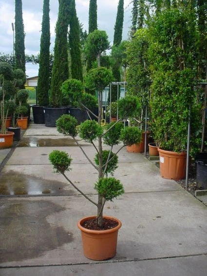 Cupressocyparis Als Bonsai (Cupressocyparis Leylandii 'Castlewellan Gold' ) 3 Cupressocyparis Als Bonsai (Cupressocyparis Leylandii 'Castlewellan Gold' ) - Afbeelding 3