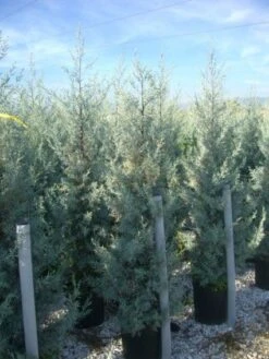 Cipres (Cupressus Arizonica 'Glauca') -Groene Boom Winkel 20101213122927 13 1
