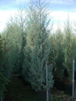 Cipres (Cupressus Arizonica 'Glauca') -Groene Boom Winkel 20101213122945 13