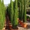 Italiaanse Cipres (Cupressus Sempervirens 'Green Pillar') -Groene Boom Winkel 20101213132559 1