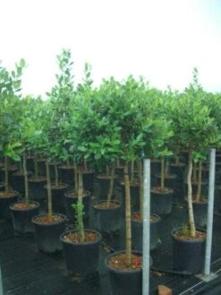 Hulst Op Stam (Ilex 'Nellie R Stevens') -Groene Boom Winkel 20101215170902 1