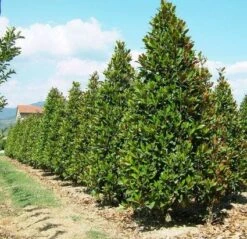 Magnolia (Magnolia Grandiflora 'Gallissoniere') 18 Magnolia (Magnolia Grandiflora 'Gallissoniere') -Groene Boom Winkel 20101217150008 85 17 1