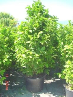 Beverboom (Magnolia Liliiflora 'Nigra') 11 Beverboom (Magnolia Liliiflora 'Nigra') -Groene Boom Winkel 20101217150734 13