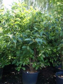 Beverboom (Magnolia Soulangeana) 15 Beverboom (Magnolia Soulangeana) -Groene Boom Winkel 20101217150923 10