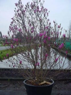 Beverboom, Struik (Magnolia Susan) -Groene Boom Winkel 20101217151122 10