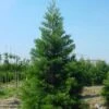 Mammoetboom (Sequoiadendron Giganteum) -Groene Boom Winkel 20101217160943 8