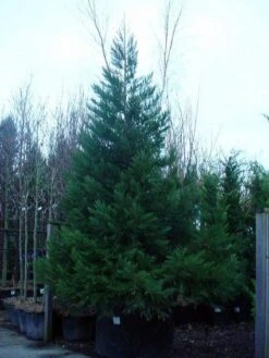 Mammoetboom (Sequoiadendron Giganteum) 20 Mammoetboom (Sequoiadendron Giganteum) -Groene Boom Winkel 20101217160956 8