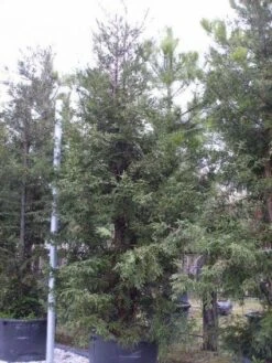 Kustmammoetboom (Sequoia Sempervirens) -Groene Boom Winkel 20101217161907 8