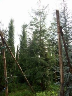 Kustmammoetboom (Sequoia Sempervirens) -Groene Boom Winkel 20101217161916 8