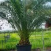 Canarische Dadelpalm (Phoenix Canariensis) 11 Canarische Dadelpalm (Phoenix Canariensis) -Groene Boom Winkel 20101220144445 10