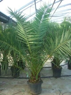 Canarische Dadelpalm (Phoenix Canariensis) -Groene Boom Winkel 20101220144503 10