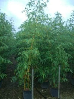 Bamboe (Phyllostachys Vivax 'Aureocaulis') -Groene Boom Winkel 20101220170619 7