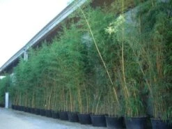 Bamboe (Phyllostachys Vivax 'Aureocaulis') -Groene Boom Winkel 20101220170631 7