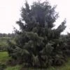 Spar (Picea Breweriana) -Groene Boom Winkel 20101220171250 4