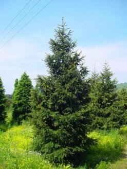 Kaukasische Spar (Picea Orientalis 'Aureospicata') 8 Kaukasische Spar (Picea Orientalis 'Aureospicata') -Groene Boom Winkel 20101220171431 9