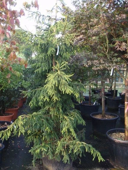 Kaukasische Spar (Picea Orientalis 'Aureospicata') 1 Kaukasische Spar (Picea Orientalis 'Aureospicata')