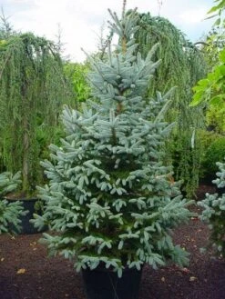 Amerikaanse Blauwe Spar (Picea Pungens 'Fat Albert') -Groene Boom Winkel 20101220171725 7