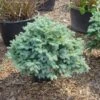 Colorado Spar (Picea Pungens 'Glauca Globosa') -Groene Boom Winkel 20101220172124 8