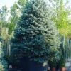 Spar (Picea Pungens 'Hoopsii')