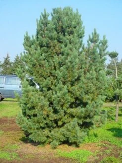 Alpenden (Pinus Cembra) -Groene Boom Winkel 20101221111011 10