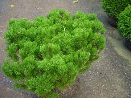 Bergden (Pinus Mugo Mughus) 1 Bergden (Pinus Mugo Mughus)