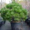 Bolvormige Den (Pinus Nigra 'Brepo') -Groene Boom Winkel 20101221121038 4